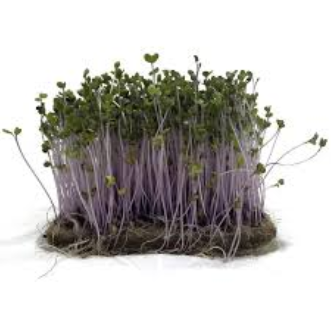 GARNISH GARDEN MICROGREENS RED KOHLRABI 30G	